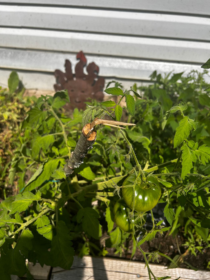 First Tomatoes