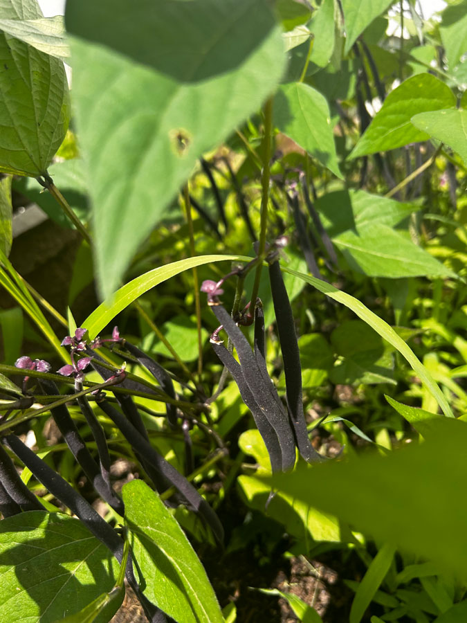 Purple Beans